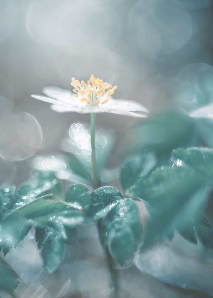 Anemone,white macro flower