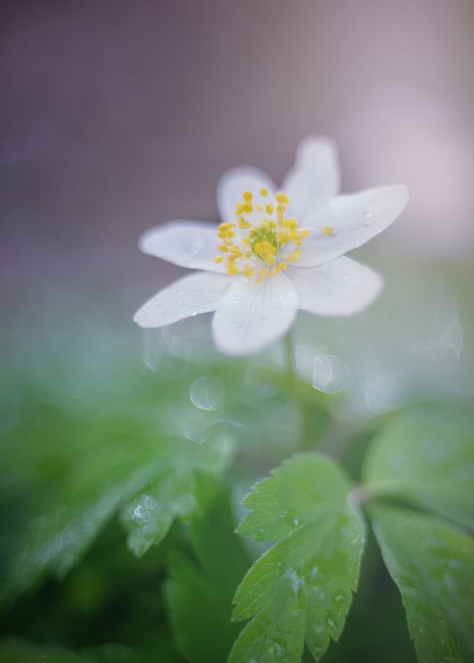 Anemone,white macro flower
