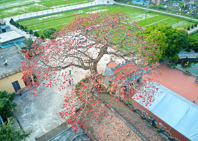 Bombax blossoms