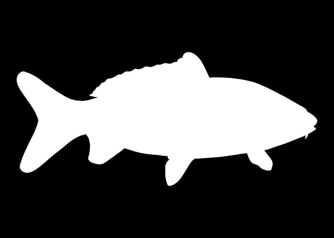 Fishing Carp