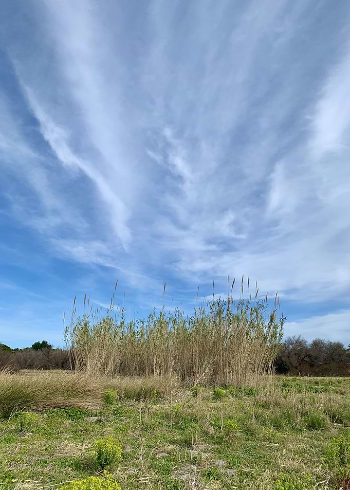 Field of Reeds 2