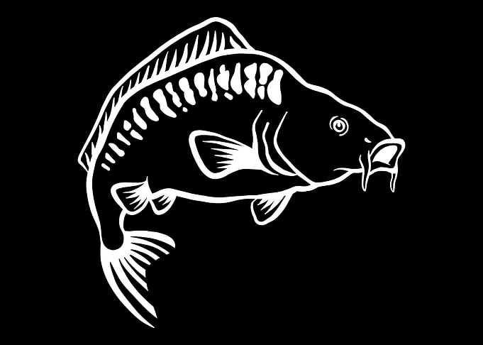 Carp
