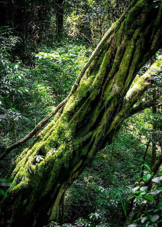 green lumut tree sun