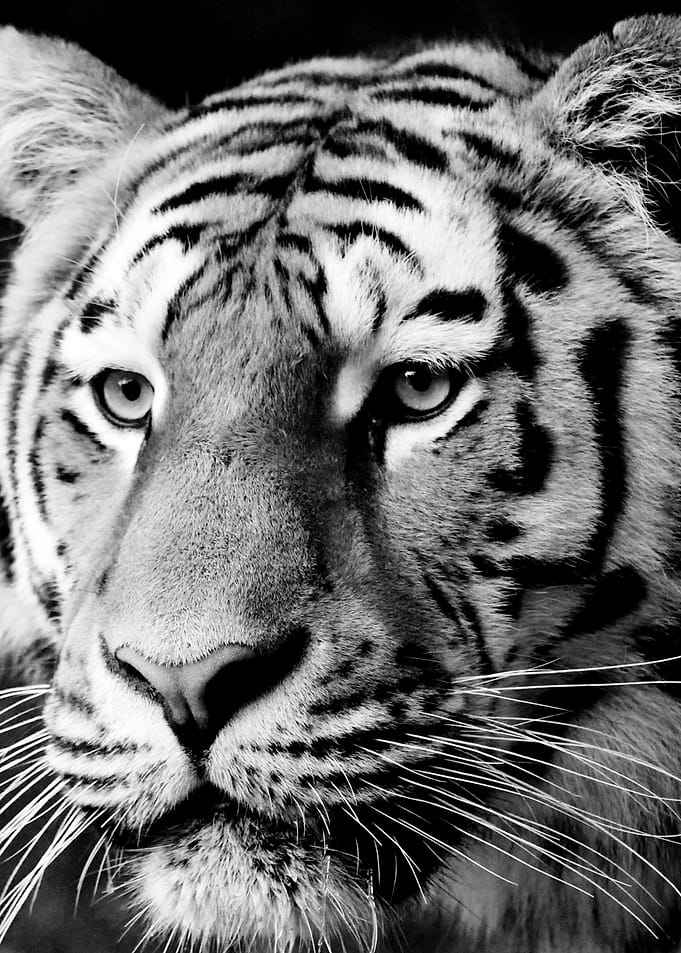 Tiger face portrait