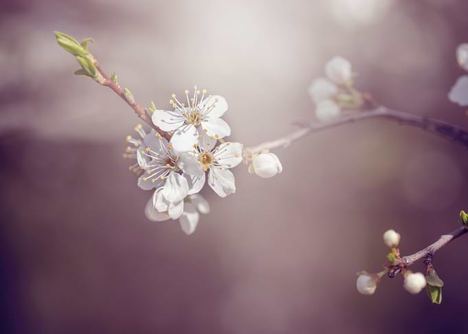 Spring trees, white flower