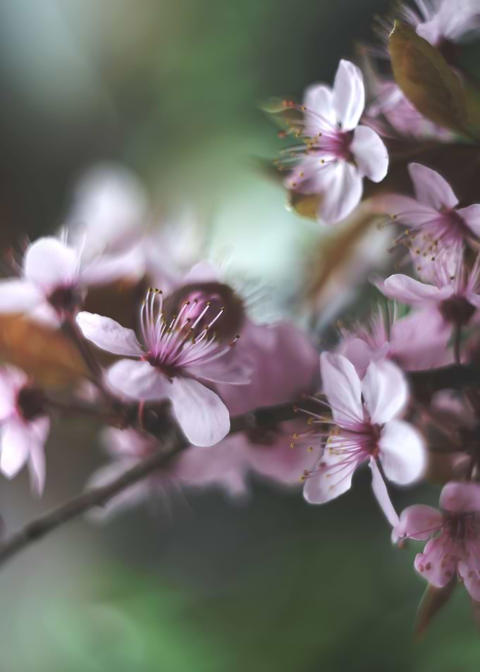 Floral composition