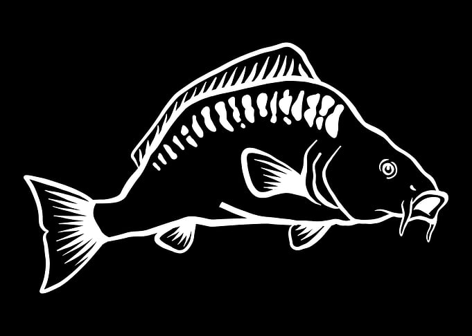 Fishing Carp fish