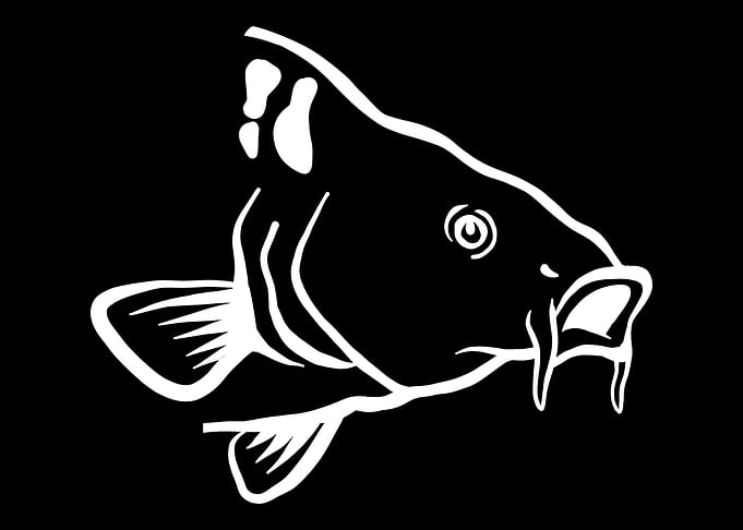 Fishing Carp