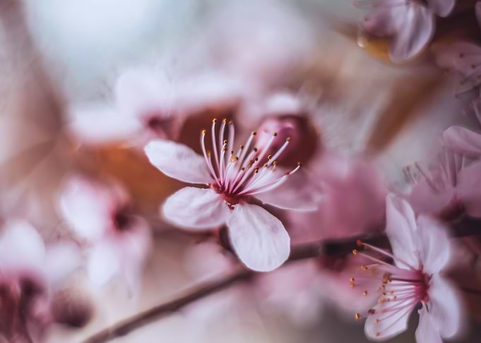 Floral composition