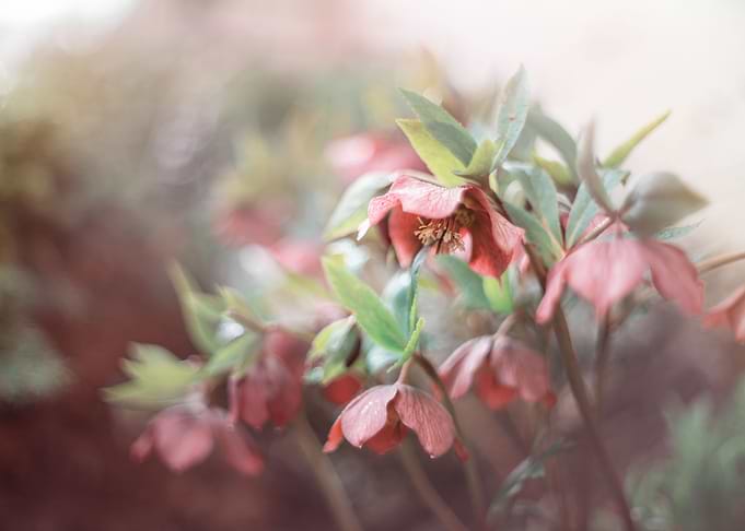 Red flowers, spring garden