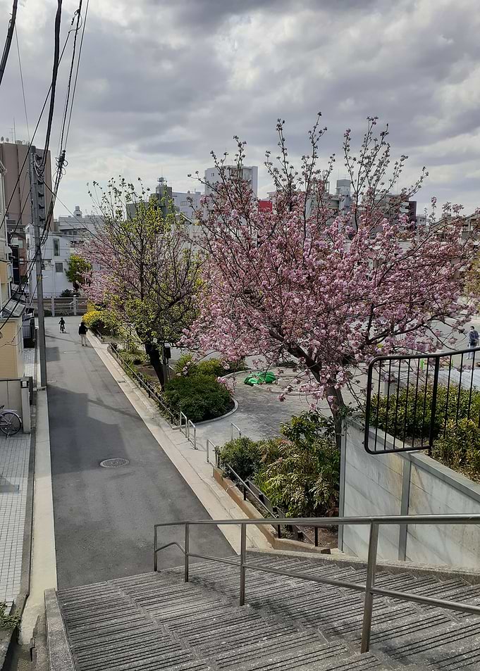 sakura park