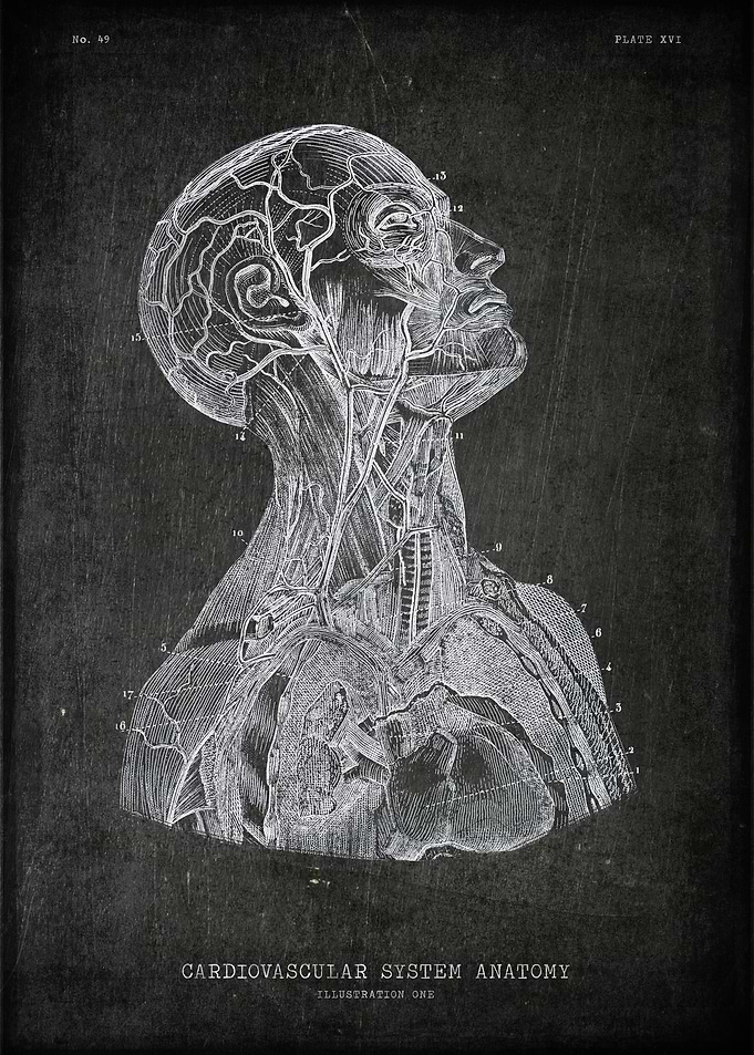 Cardiovascular system