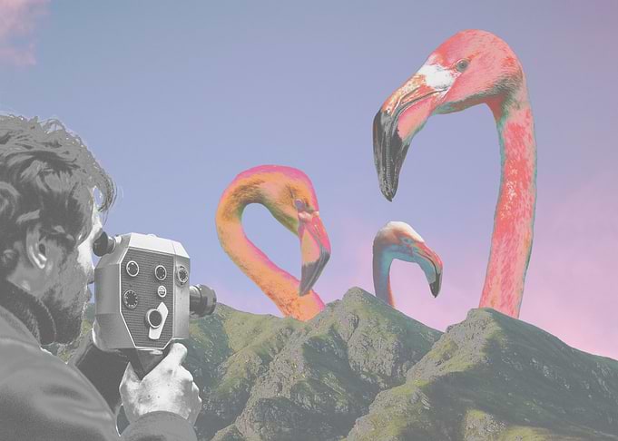 Flamingoes