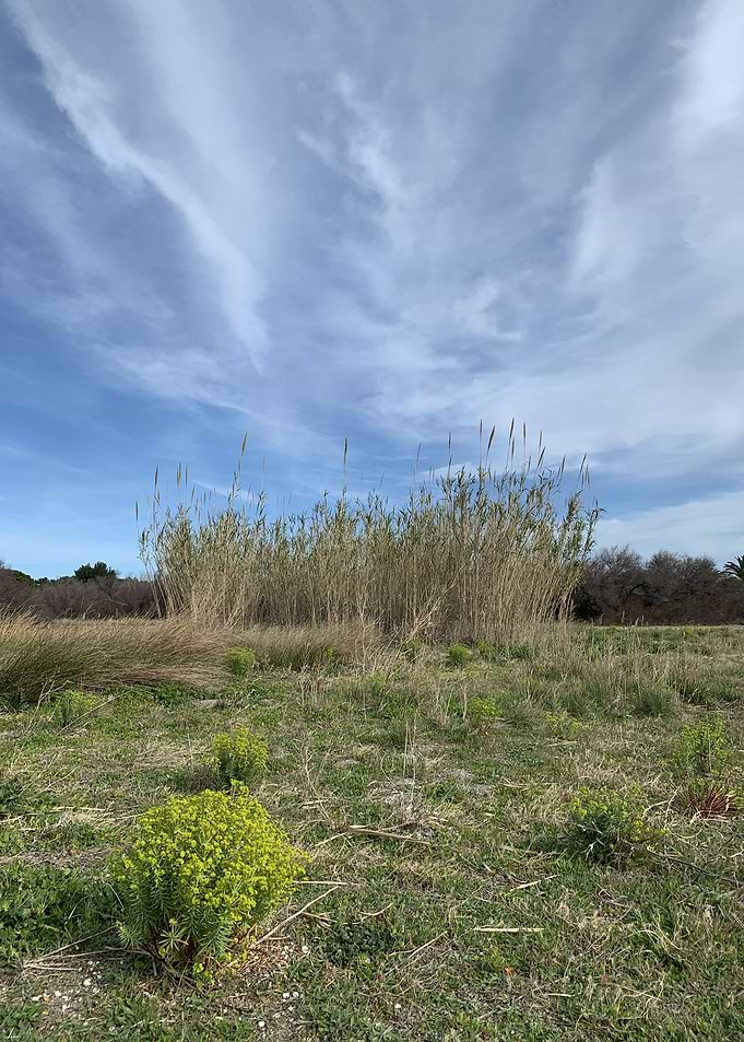 Field of Reeds 3