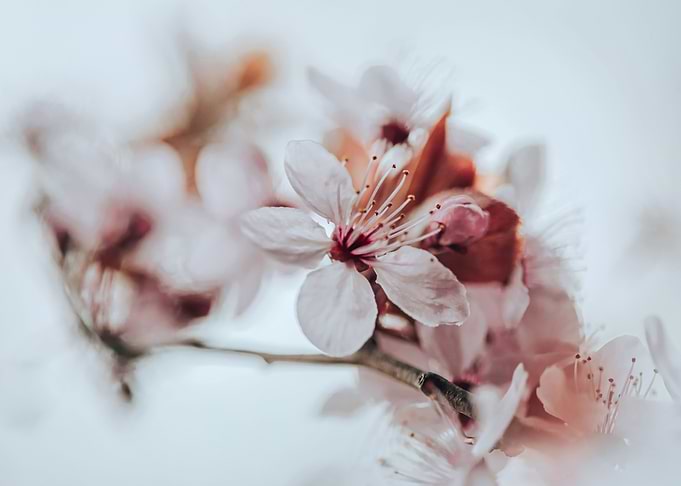 Floral composition
