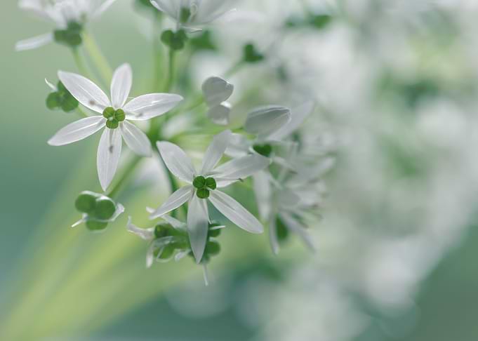 White green flowers,macro