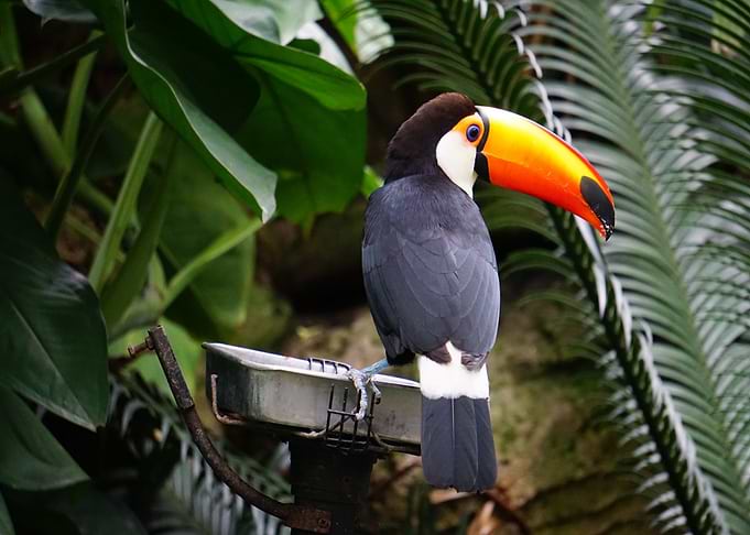 bird orange neck green
