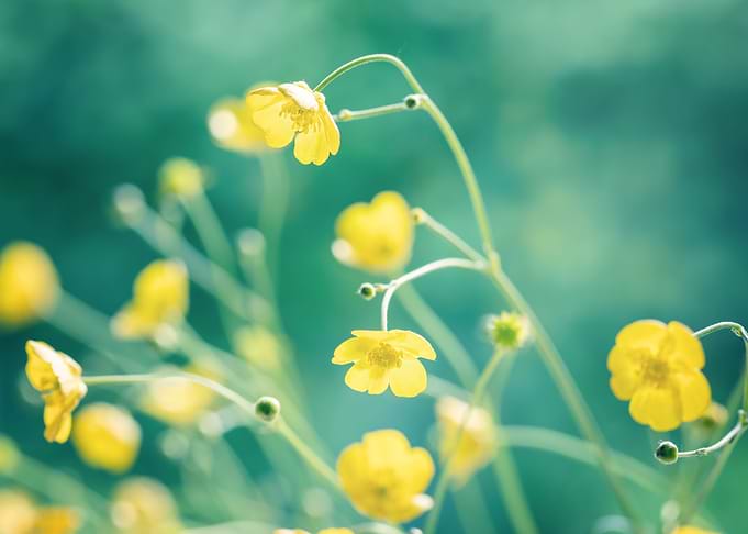 Summer meadow with flowers