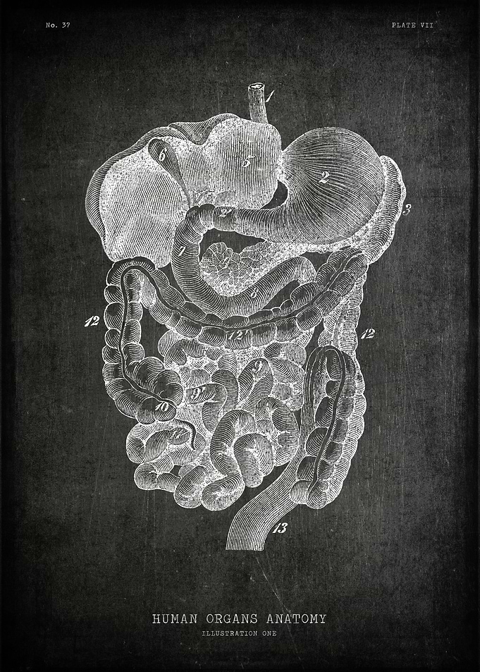 Human organs