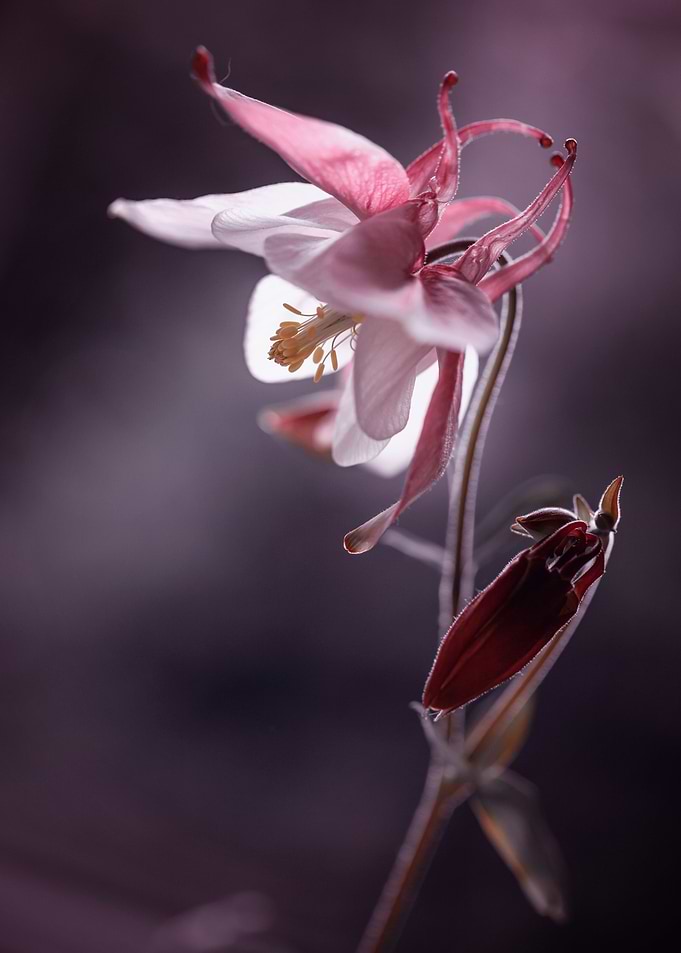 Spring pink macro flowers