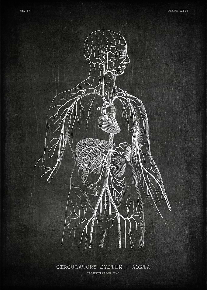 Human body aorta