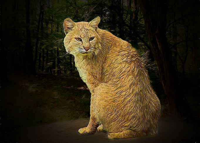 Lynx