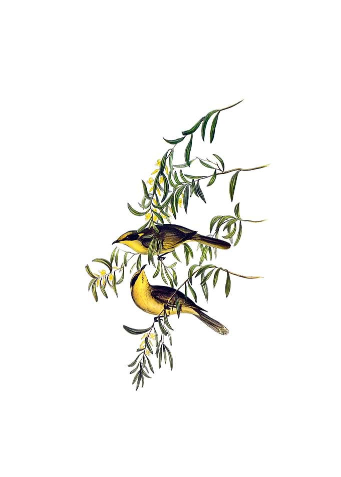 Yellow Tufted Honeyeater
