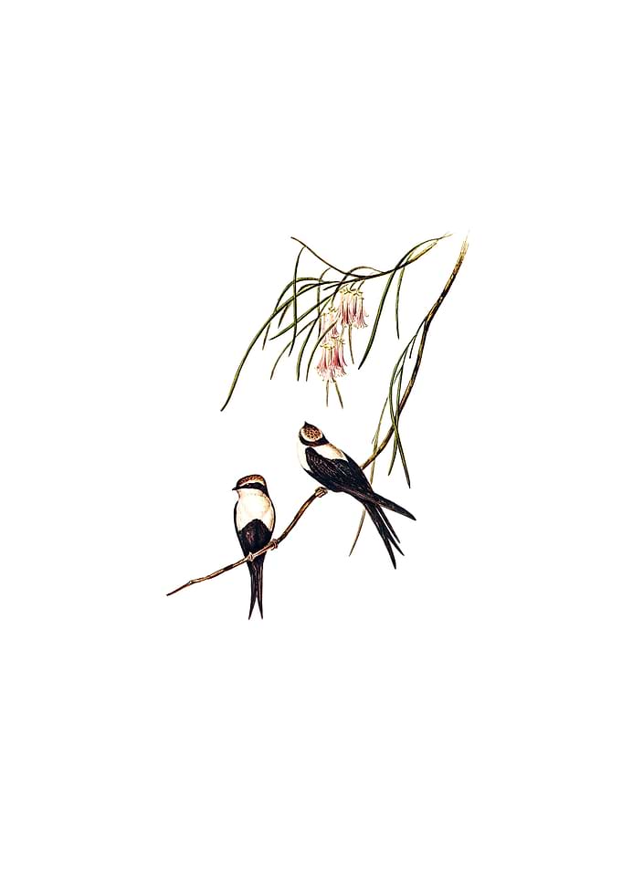 White Breast Swallow Bird
