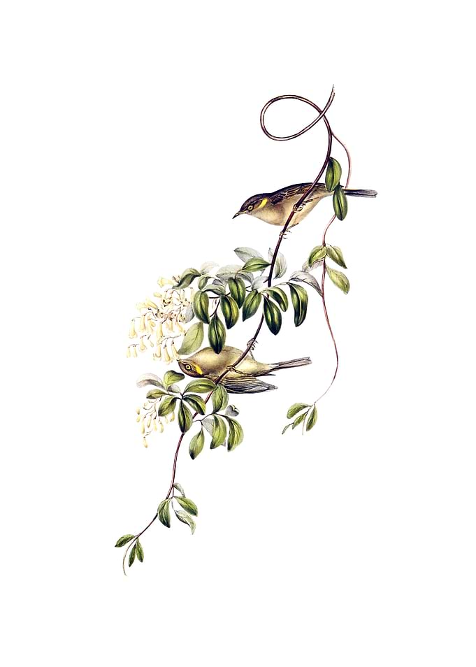 Fuscous Honeyeater Bird