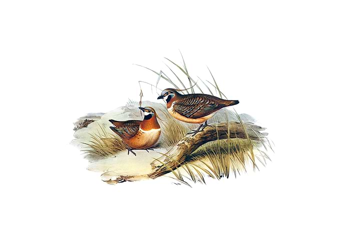 Partridge Bronze Wing Bird