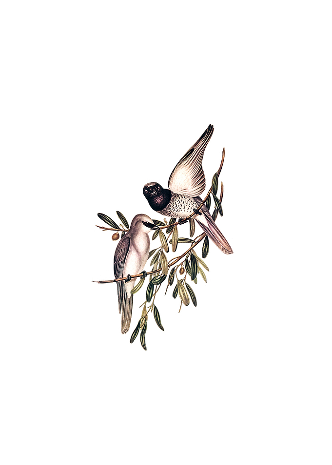 Varied Graucalus Bird