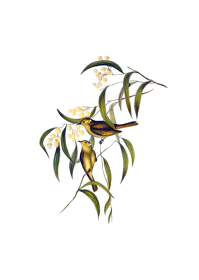 White Plumed Honeyeater