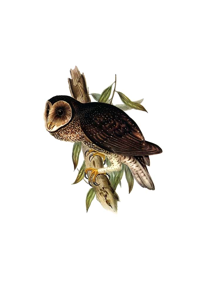 Vintage Sooty Owl Bird