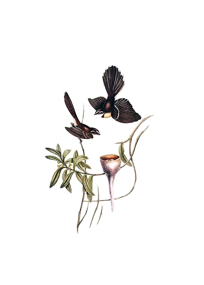 White Shafted Fantail Bird