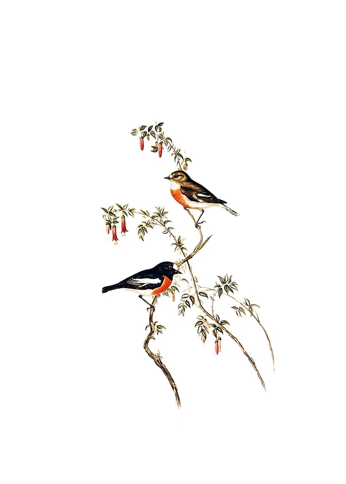 Scarlet Breasted Robin