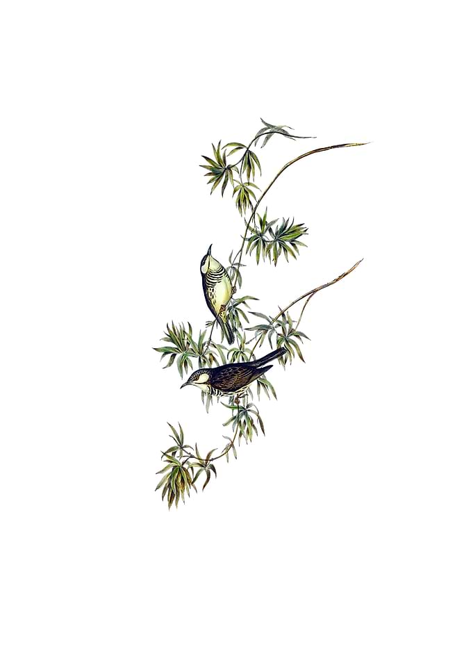 Fasciated Honeyeater Bird