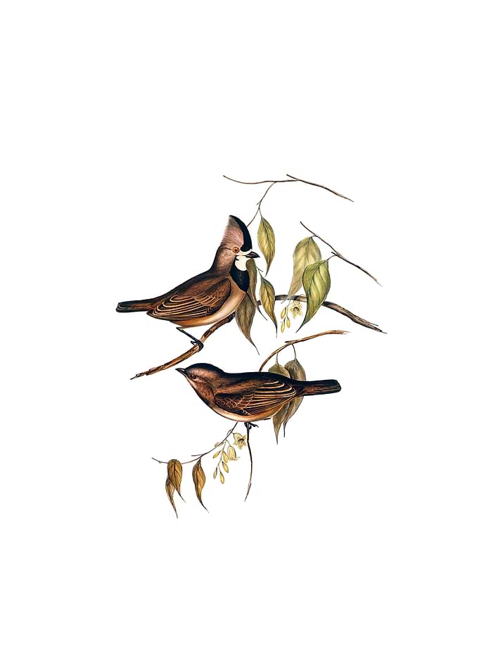 Crested Oreoica Bird