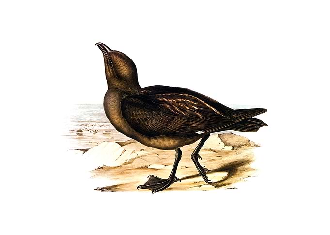 Vintage Skua Gull Bird