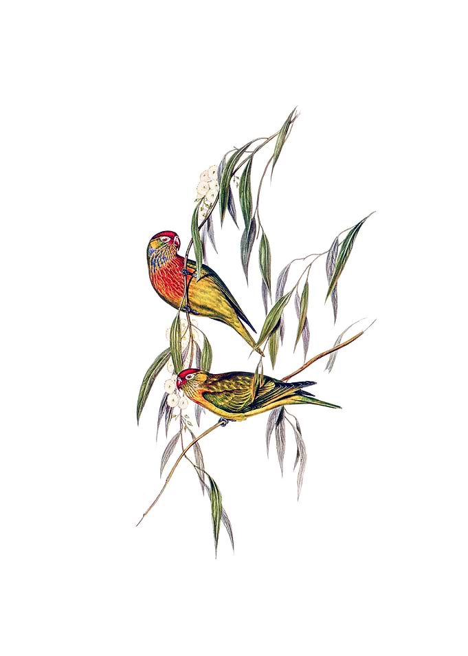 Vintage Lorikeet Parrot