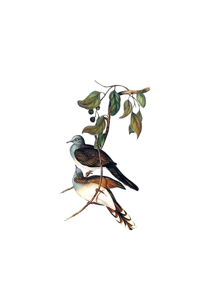 Vintage Ground Dove Bird