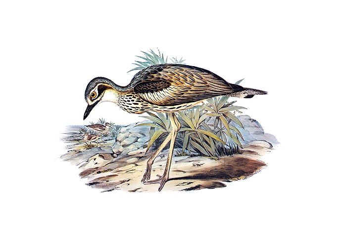 Southern Stone Plover Bird