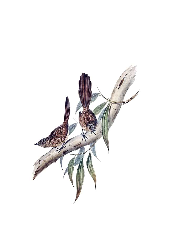 Large Tailed Wren Bird
