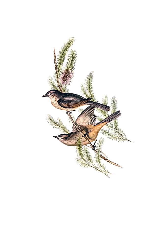 Buff Bellied Shrike Thrush