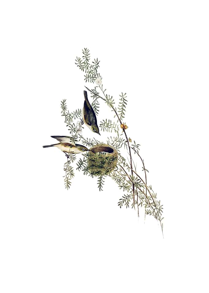 Gray Backed Zosterops Bird