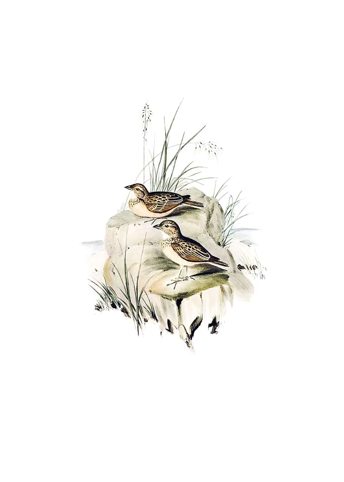Australian Lark Bird