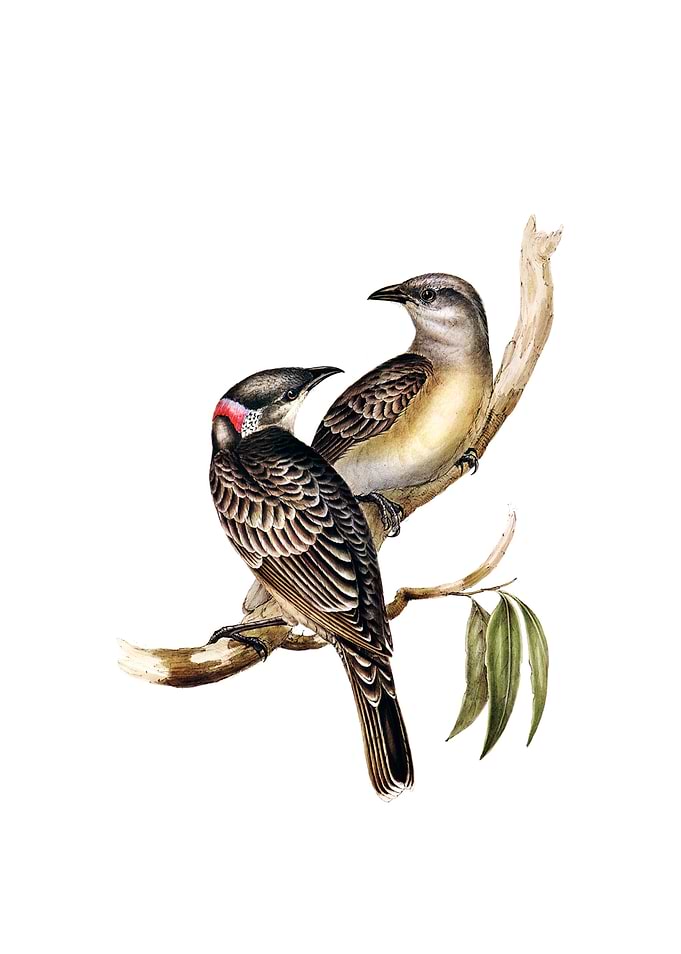 Vintage Great Bower Bird