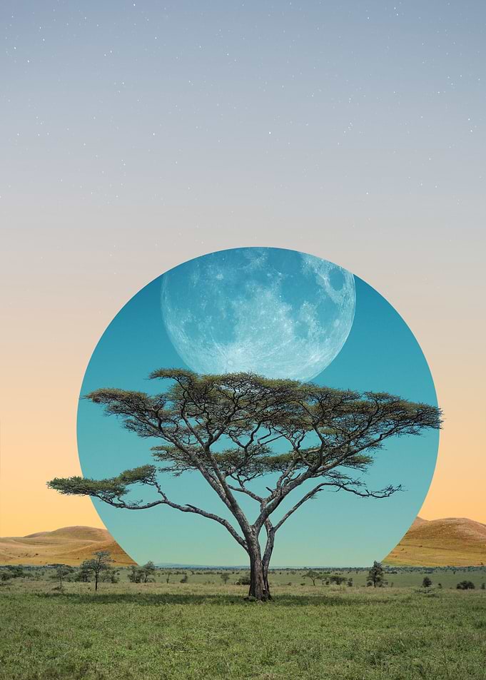 Moon Tree