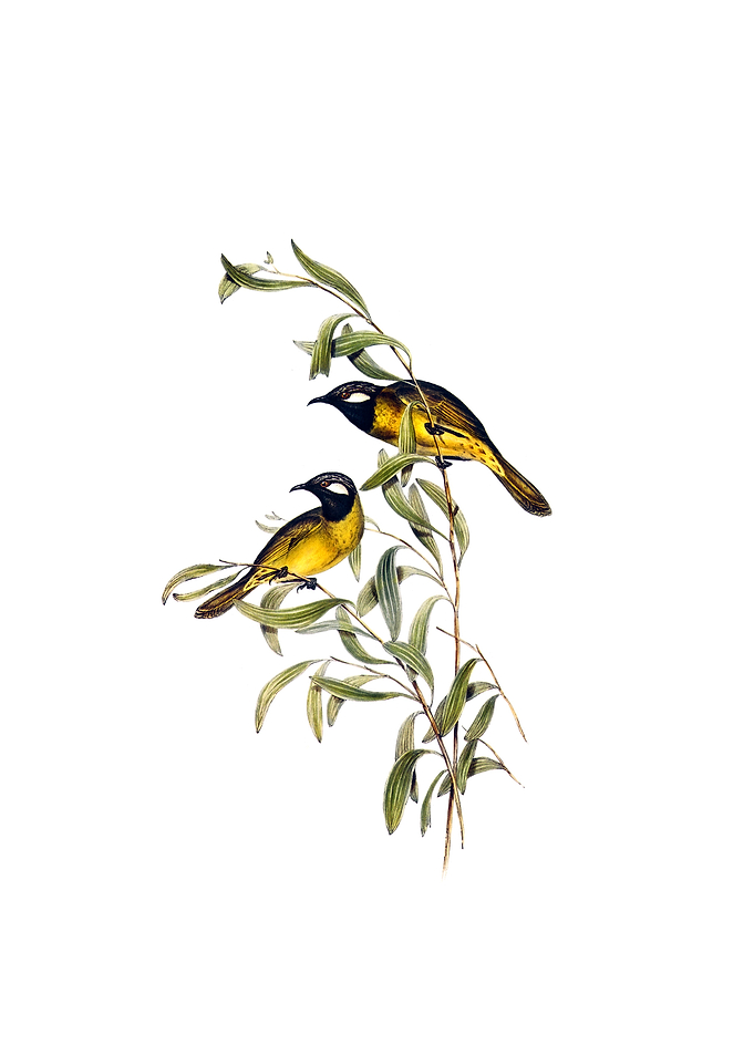 White Ear Honeyeater Bird