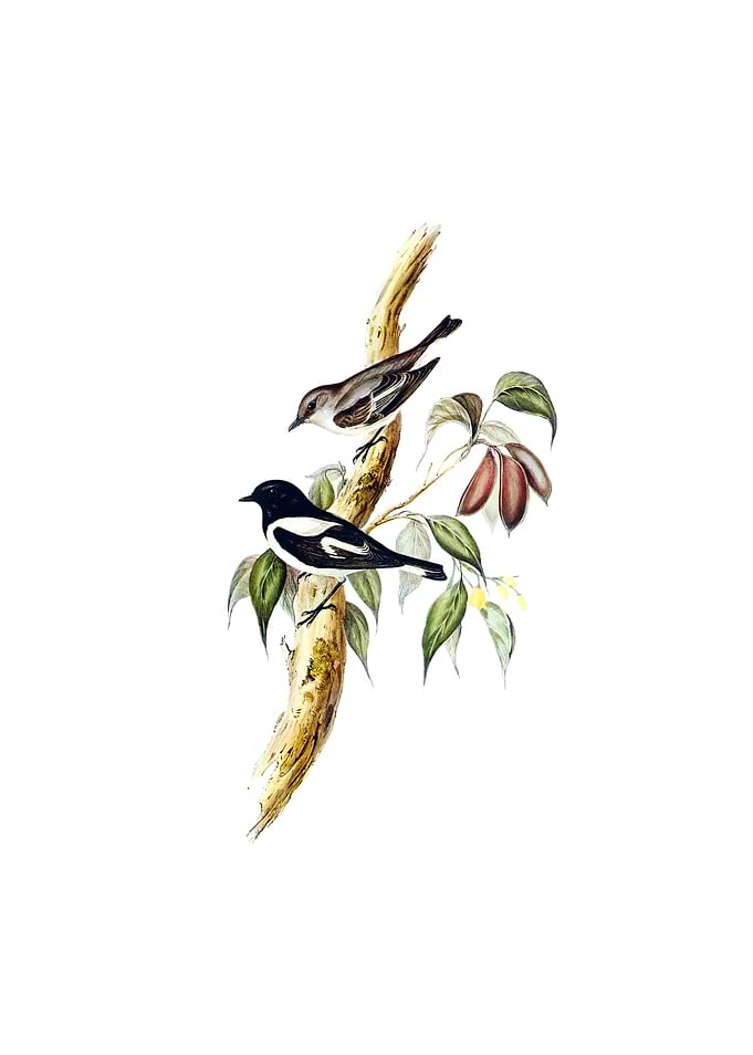 Vintage Pied Robin Bird