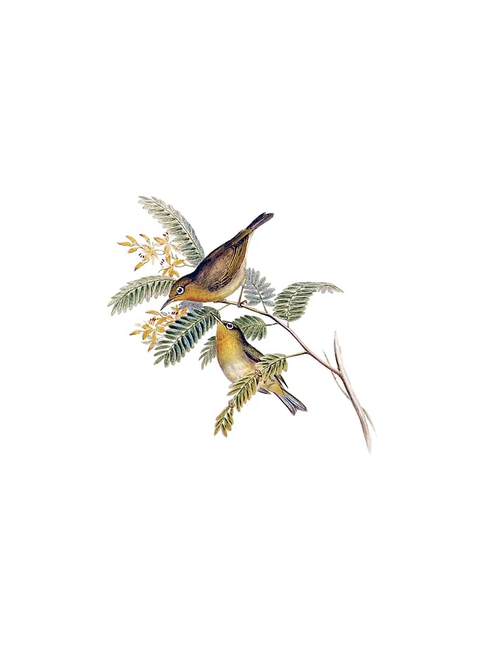 Slender Billed Zosterops